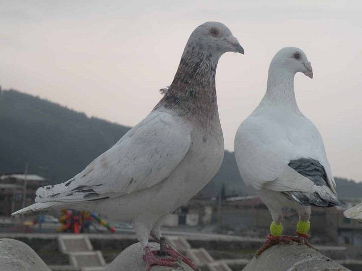 کبوتر | نوین کبوتر