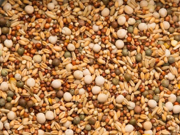 غذای کبوتر | نوین کبوتر